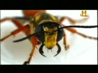 Insectos zombis: Avispas esmeralda