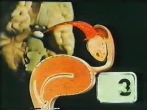 Ciclo menstrual: Anatomia y fisiologia