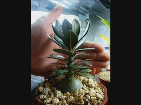 spiritualité 1sur 2 .... ( intelligence soufrance etc ....)