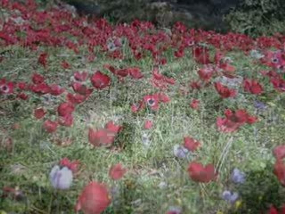 Ben Yağmur Yüklü Bulutum