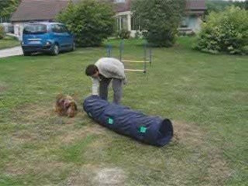 Britol s'essaie aussi à l'agility !!mdr