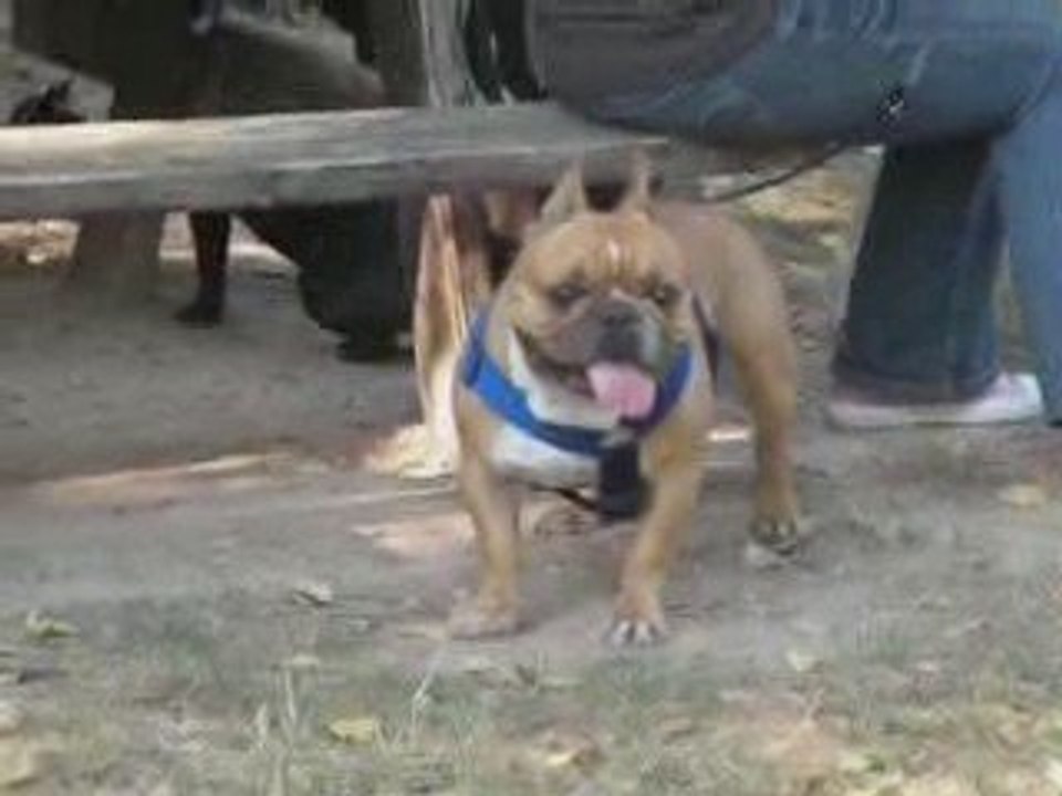 rencontre vivre bouledogue