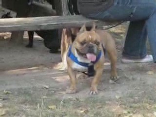 rencontre vivre bouledogue