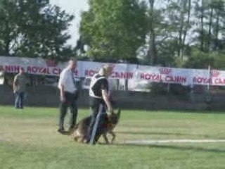 tests caractère NE 2009 Bellis