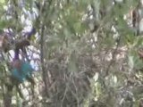 Chants d'oiseaux de Tanzanie