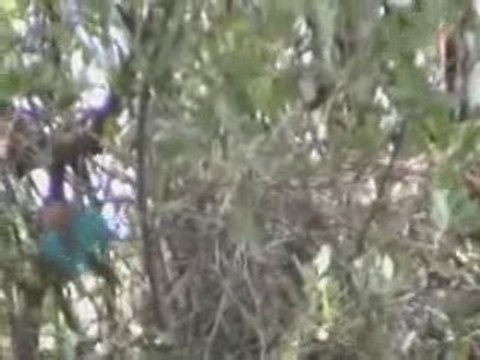 Chants d'oiseaux de Tanzanie
