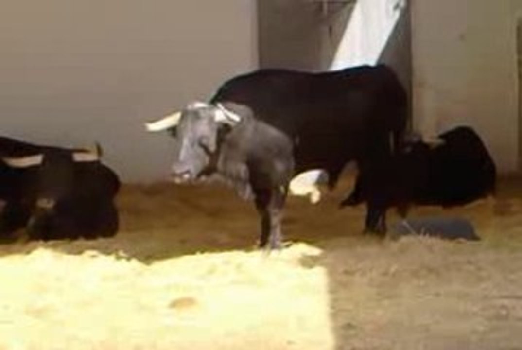 Toros de Valdefresno pour les Vendanges 2009