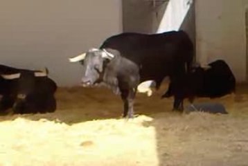 Toros de Valdefresno pour les Vendanges 2009