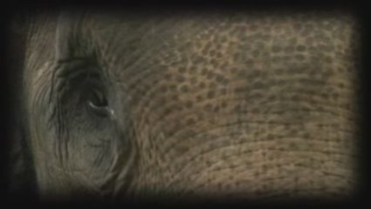 Iklan Gajah Seblat v1
