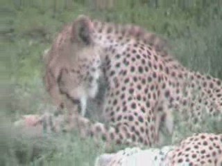 Trois jeunes guepards à l'aube