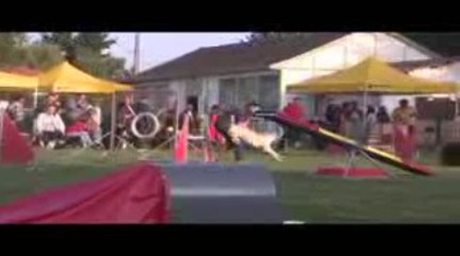 Alaska Open Agility Belleville 13/09/2009