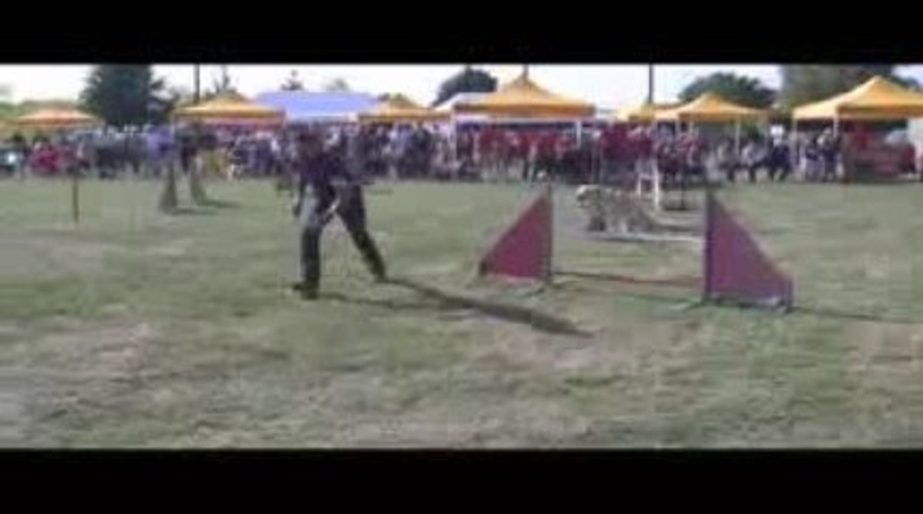 Alaska Jumping Agility Belleville 13/09/2009