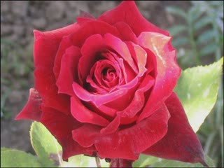 KADİR GECESİ MÜBAREK OLSUN