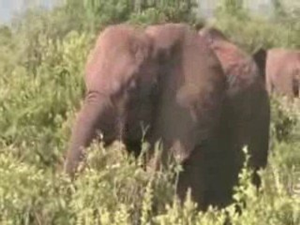 Famille Elephant