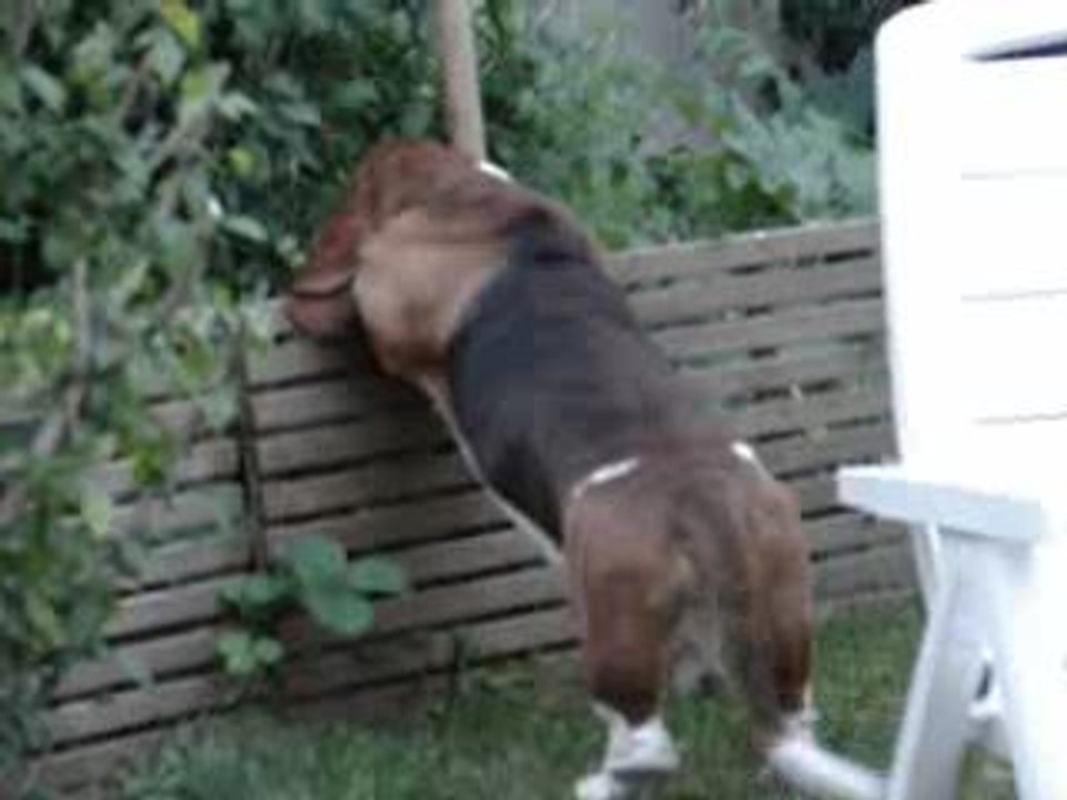 buzz  chasseur de tomate