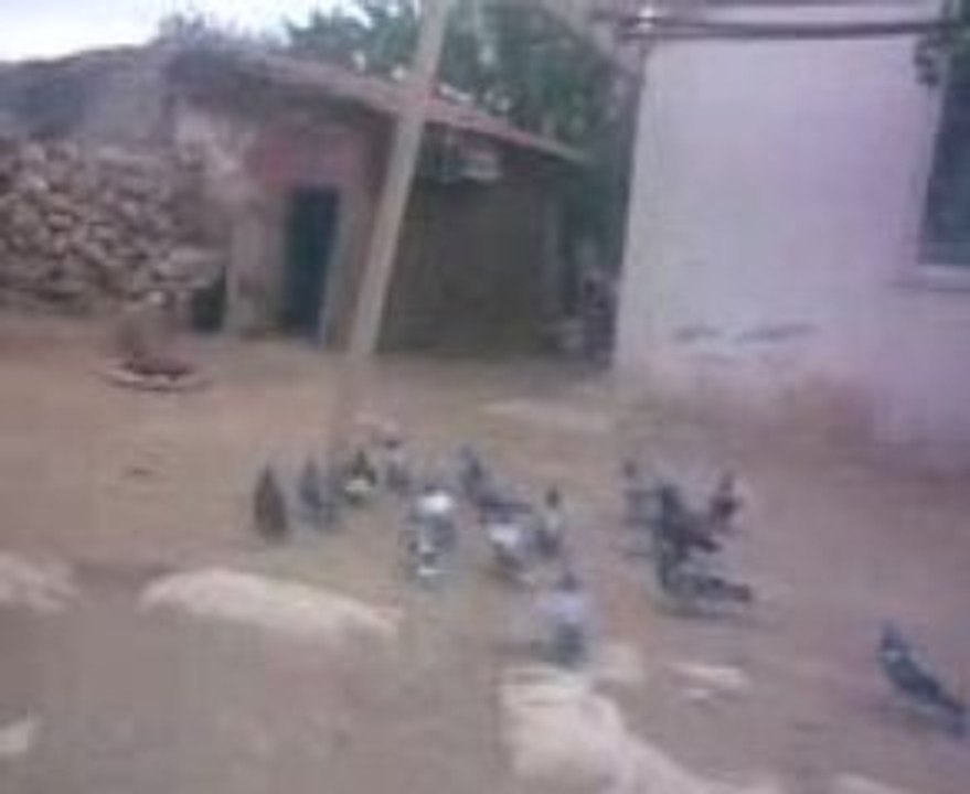 Aksaray ın ortaköy halil in kuşları