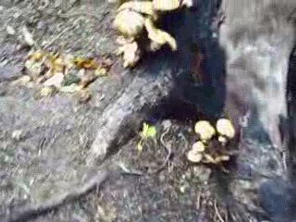 Mushrooms (in Espoo)