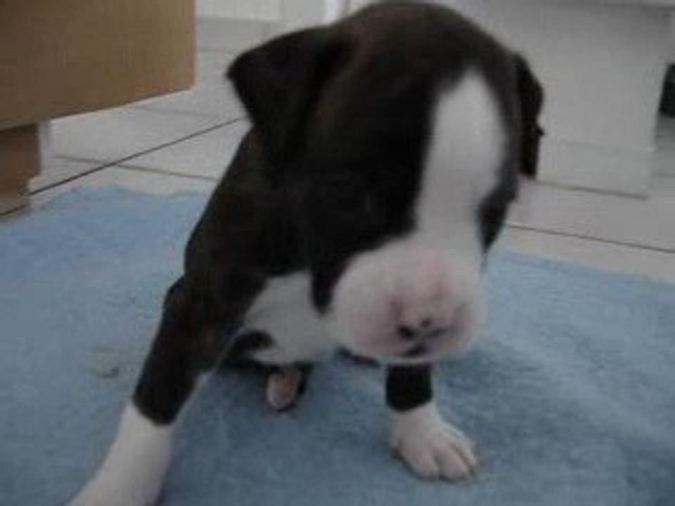 valse-junior Femelle Bringée