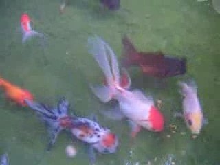Bassin Orandas, Fantails 3.