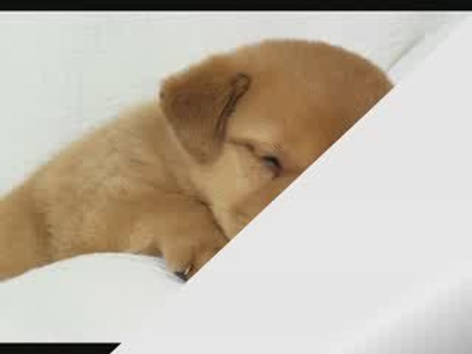 nos  compagnons de tous les jours