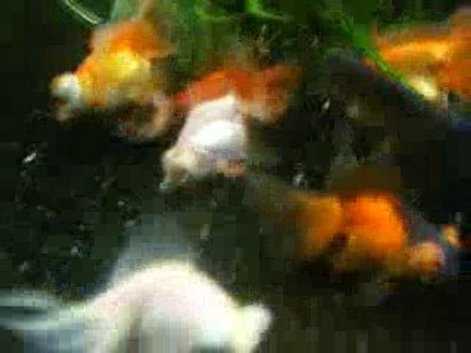 Telescopes Papillons dans 360 L au repas