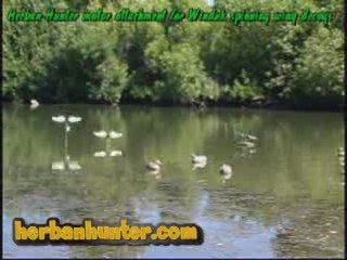 Motorized Duck Decoy