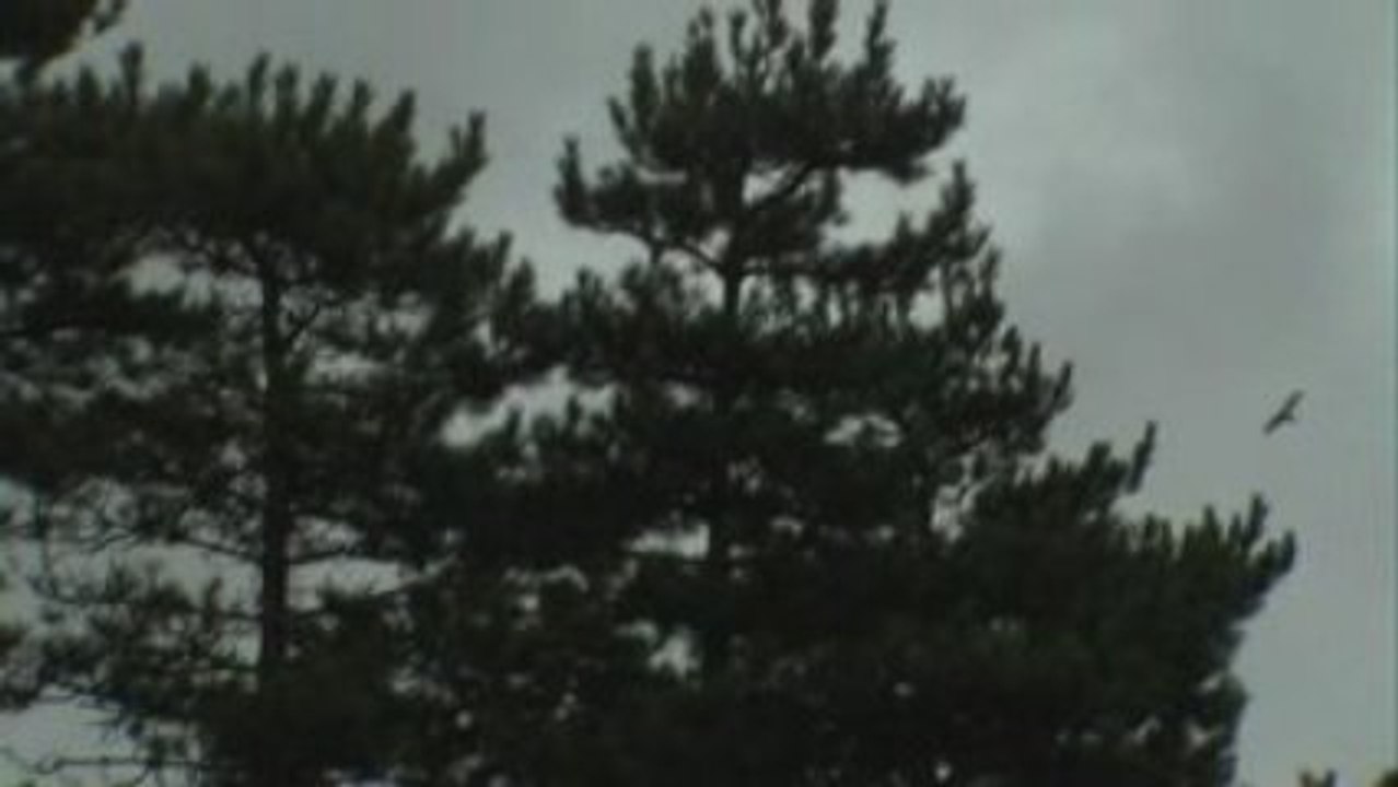 NORA GOAZ? (trailerra)