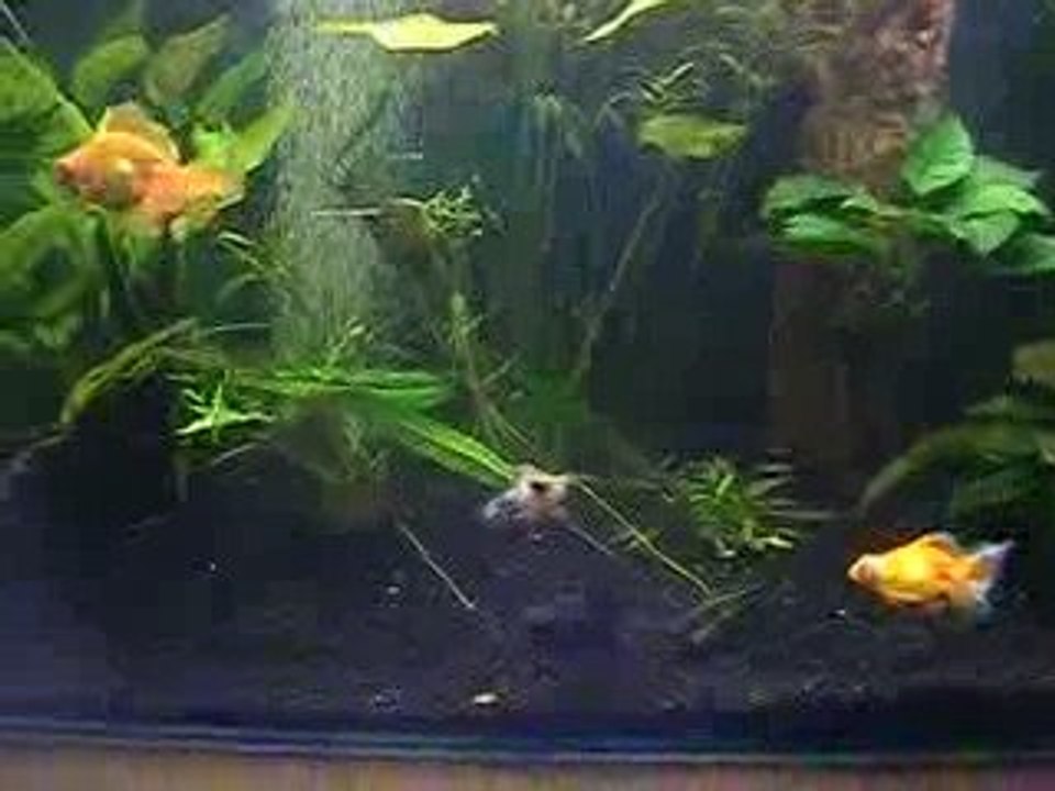 Telescopes Papillons dans 360 L