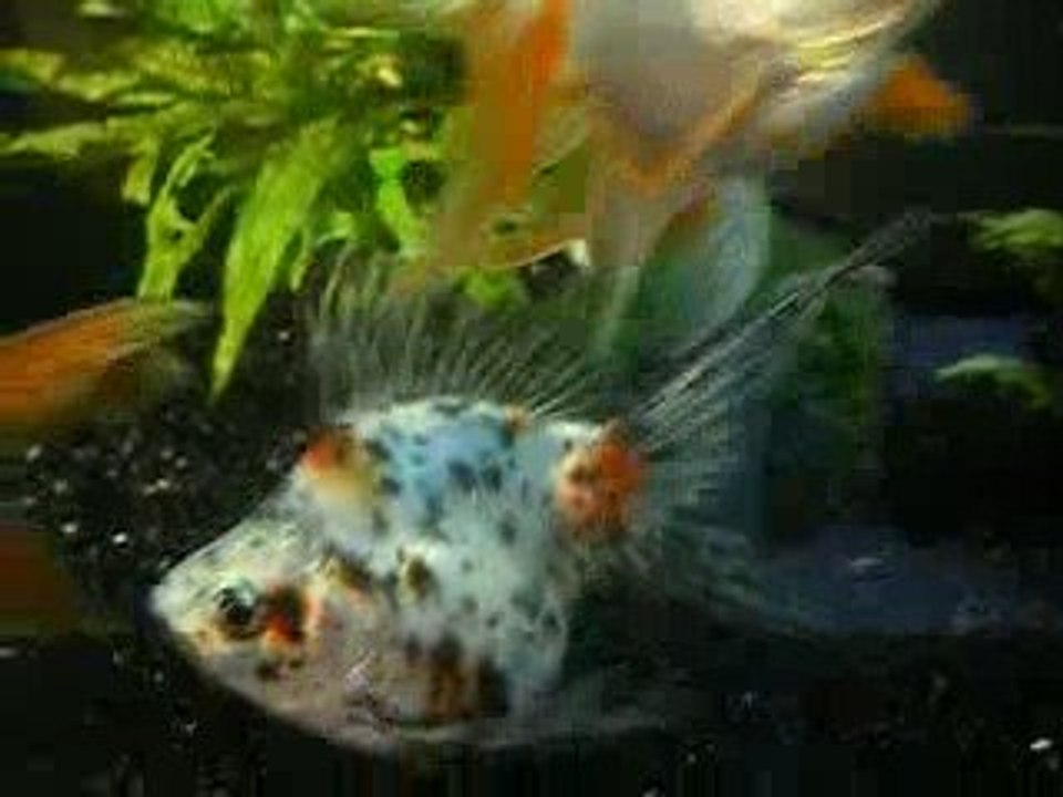 240 L Ryukin Ranchu 2