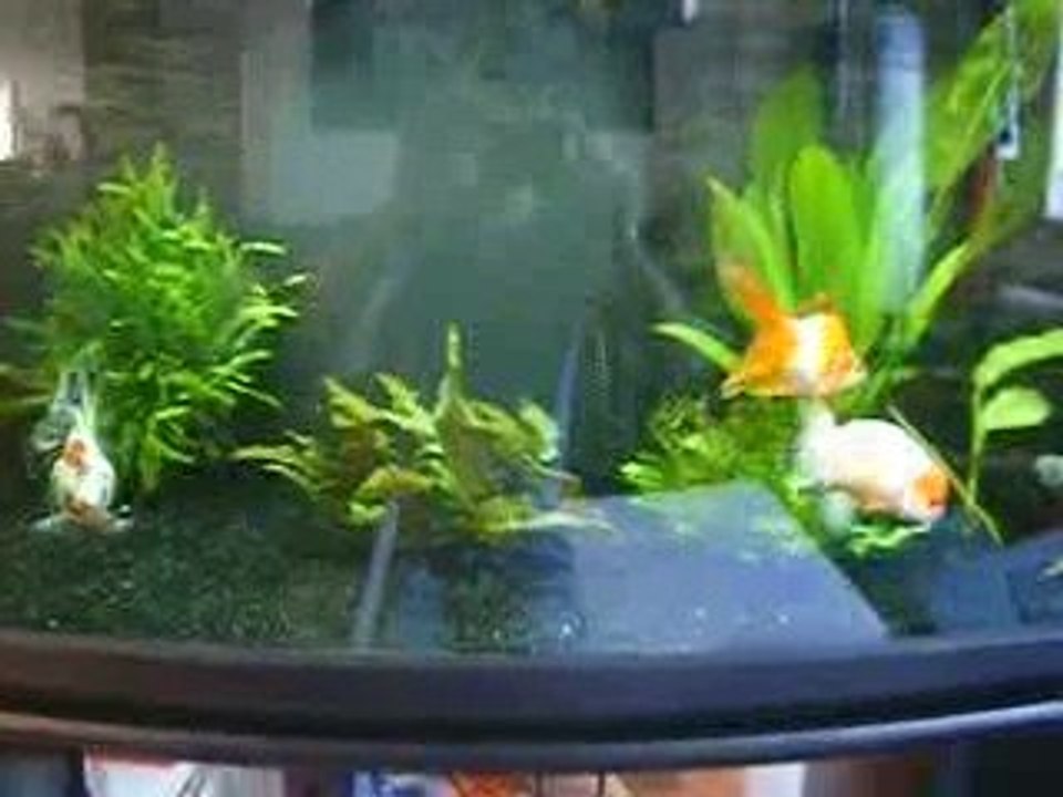 240 L Ryukins Ranchu