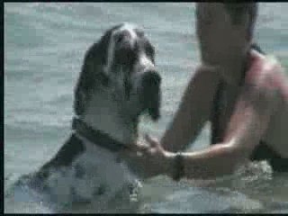 Mon dogue apprend à nager