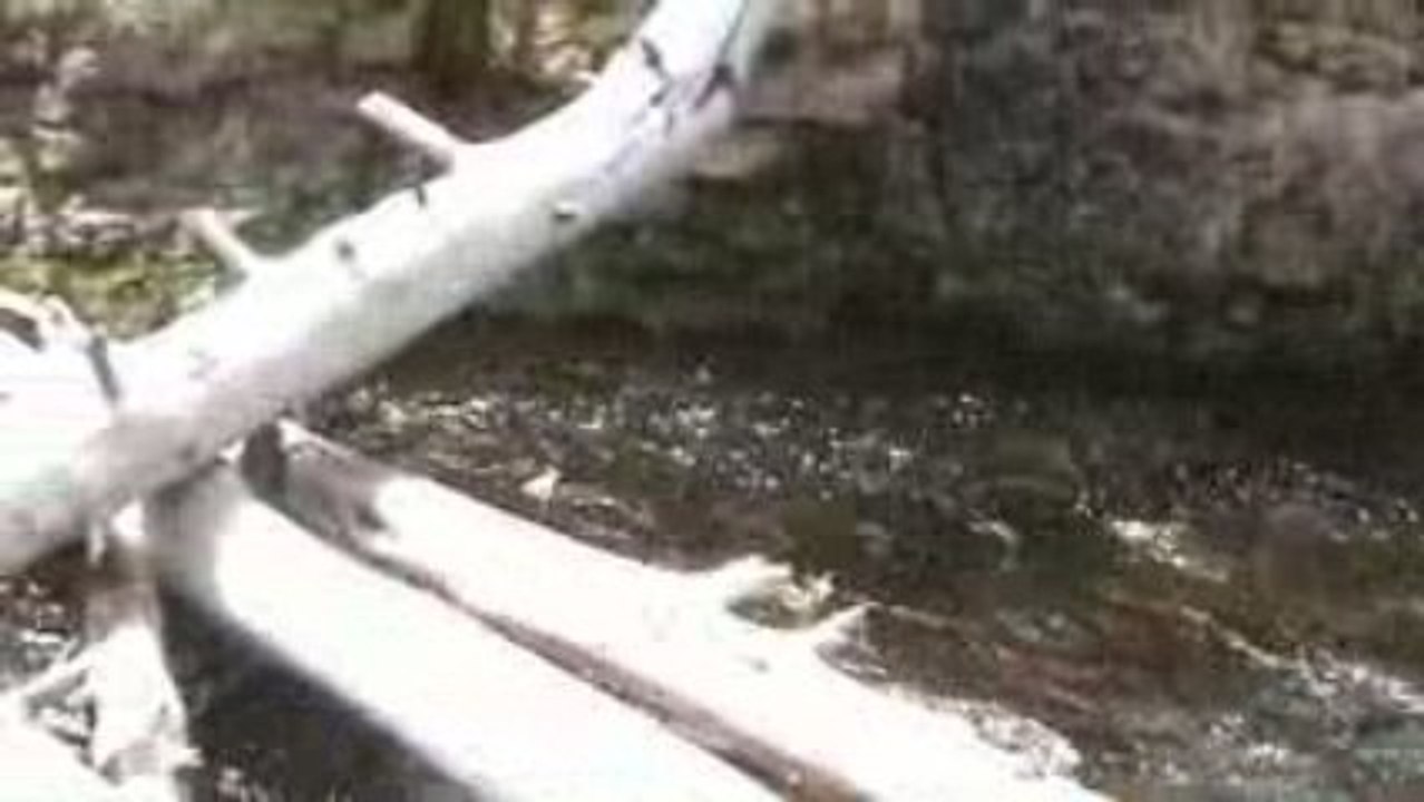 Voyage Yellowstone Jour j+2 (15)