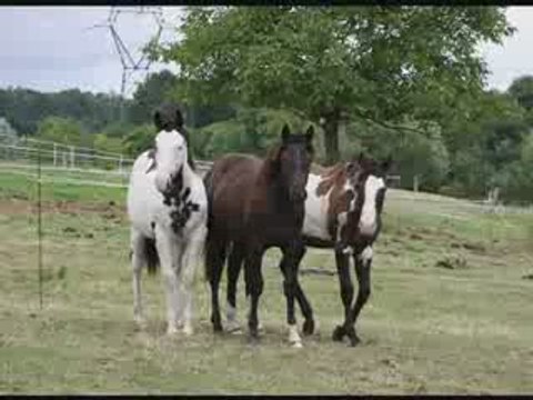 JUMENTS ET ENTIERS DE L'ELEVAGE