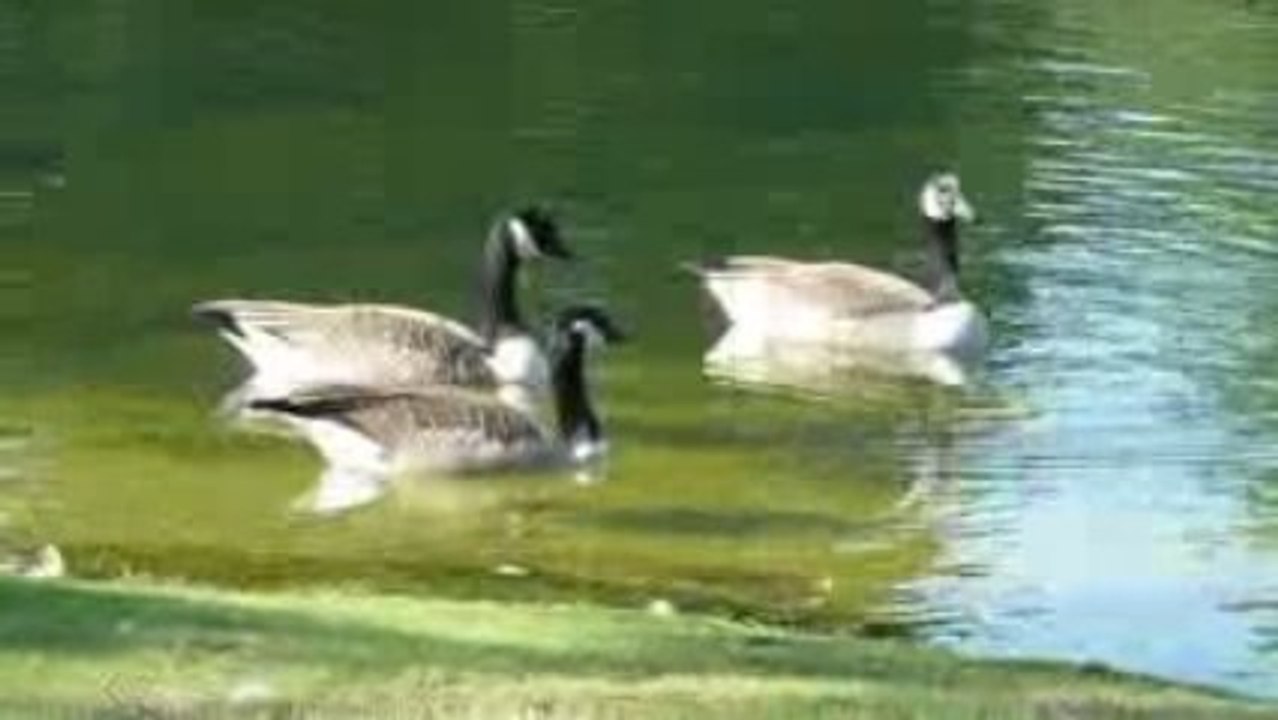 Geese as Food