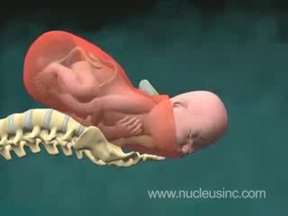 3D Animation of Normal birth - video Dailymotion