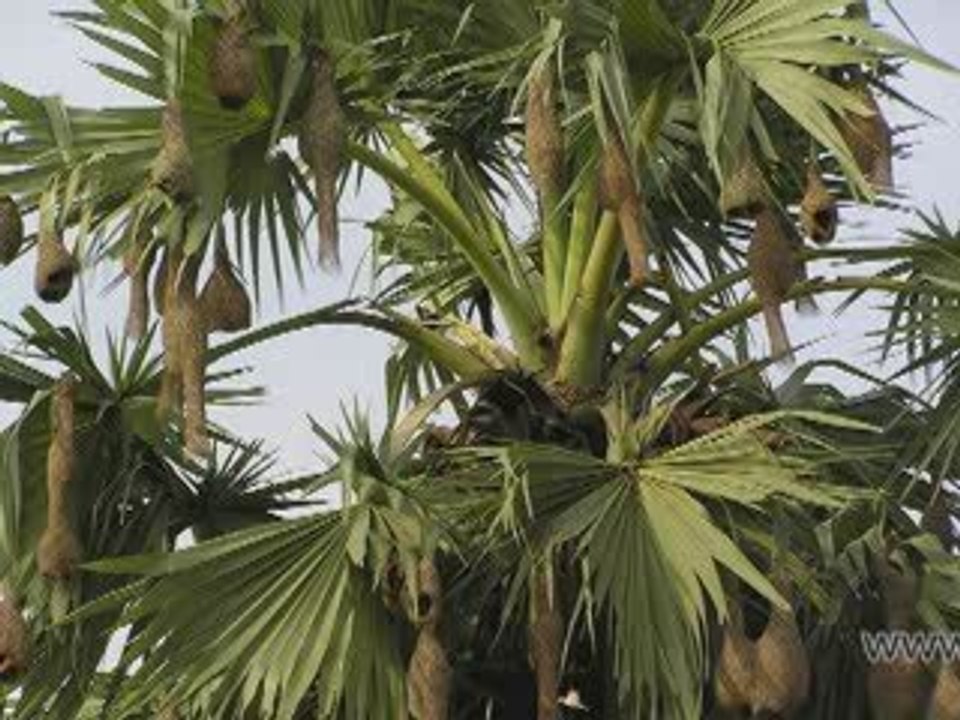 JAFFNA யாழ் ஞாபகம் 4