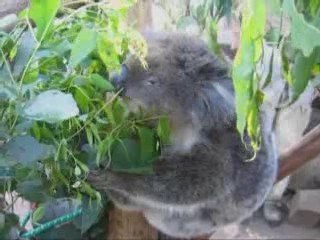 Voyage d'un an en Australie