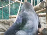 le gorille qui fait la téte(il ne ve pas étre pris en vidéo)