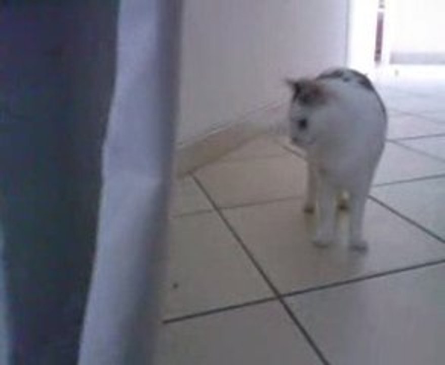 Mon chat et le rideau