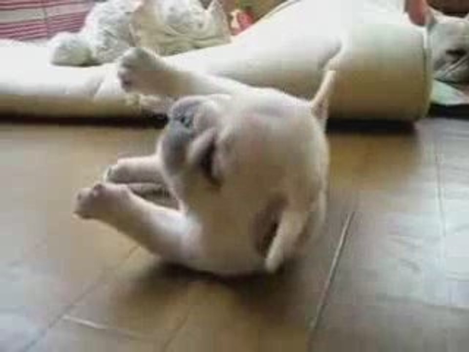 French Bulldog Rolls Over