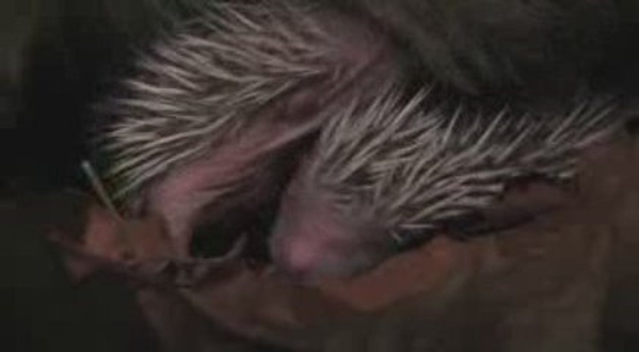 HOGI'S FAMILY - EINE TOTAL STACHELIGE ANGELEGENHEIT