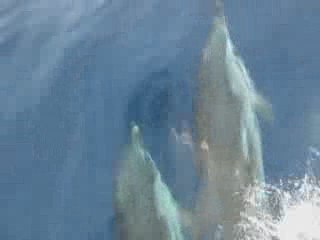 Dauphins en Méditerranée - Dolphins in Mediterranée