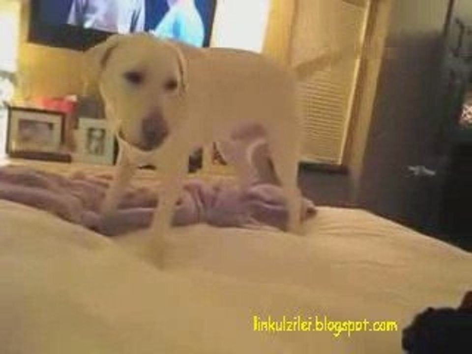 The dog is disturbed by the cat