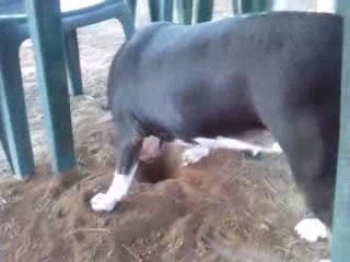 Mei buscando petroleo