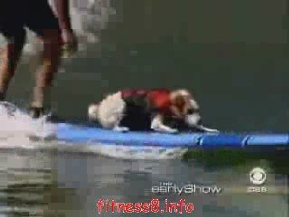 Amazing dog surfing in the big wave