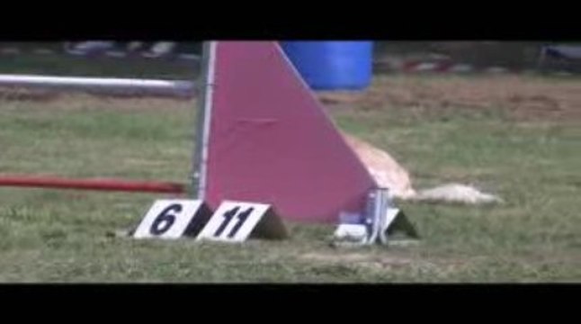 Salsa Degré Agility Belleville 13/09/2009