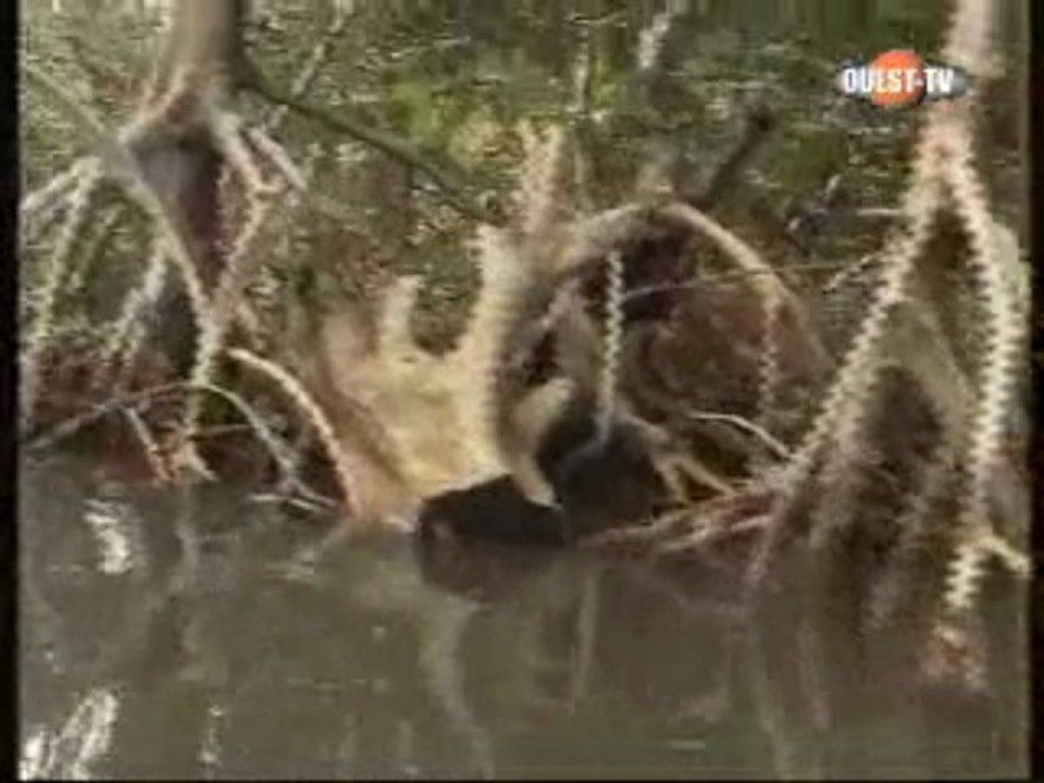 Wari - Dimanche 13 septembre 2009