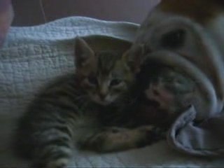 la petite chatte avec chester