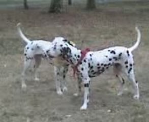 Deux dalmatien joueur