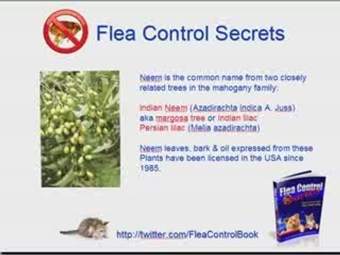 Neem Oil Natural Flea Remedy by Flea Control Secrets